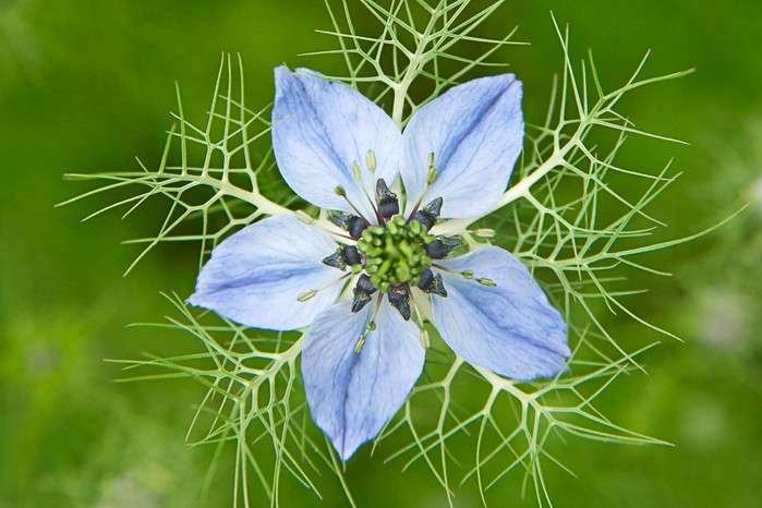 Love-in-a-Mist (Nigella damascena)